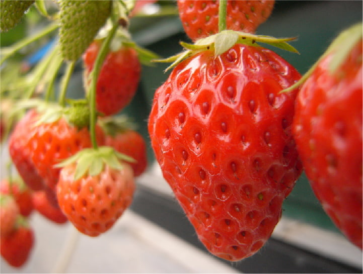picture of strawberry picking